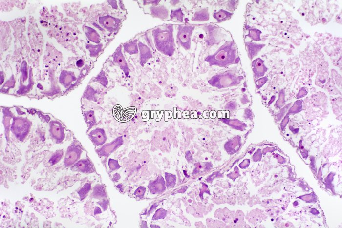 Ovaire d'Oursin x40 - gryphea.com